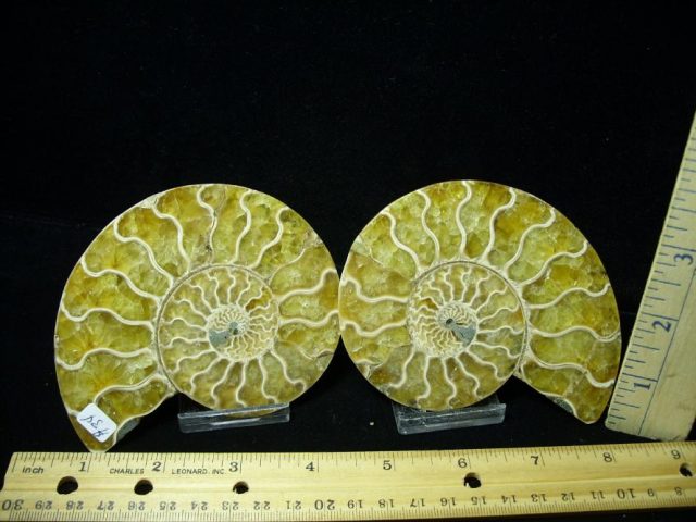 Beautiful Sliced & Polished Ammonite  (082120g)
