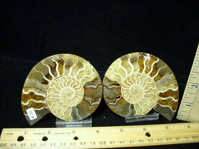 Beautiful Sliced & Polished Ammonite  (082120k)