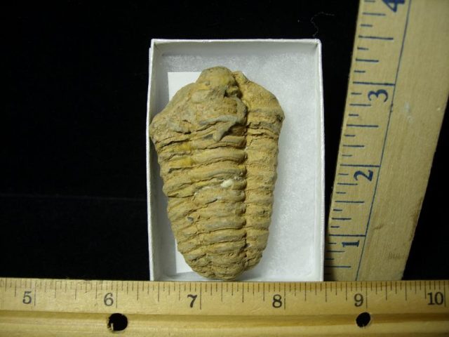 Fossilized Trilobite – Arthropod (082220n)