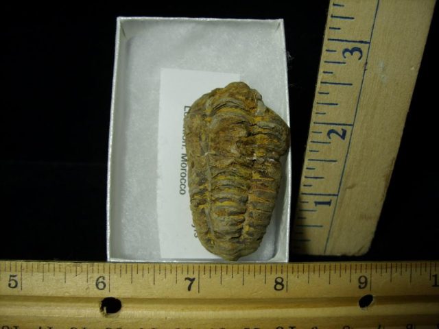 Fossilized Trilobite – Arthropod (082220r)