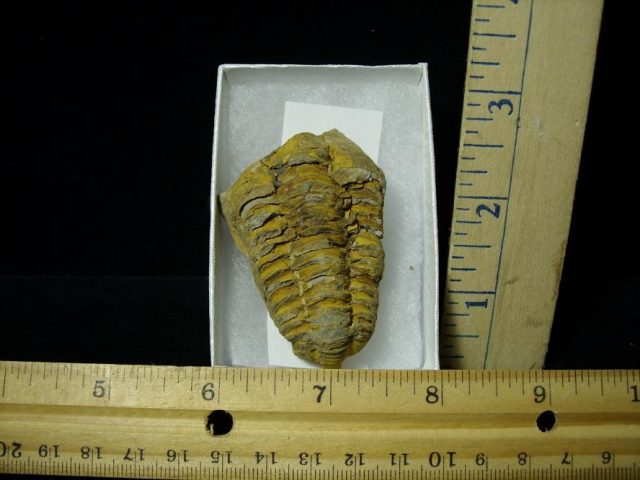 Fossilized Trilobite – Arthropod (082220v)