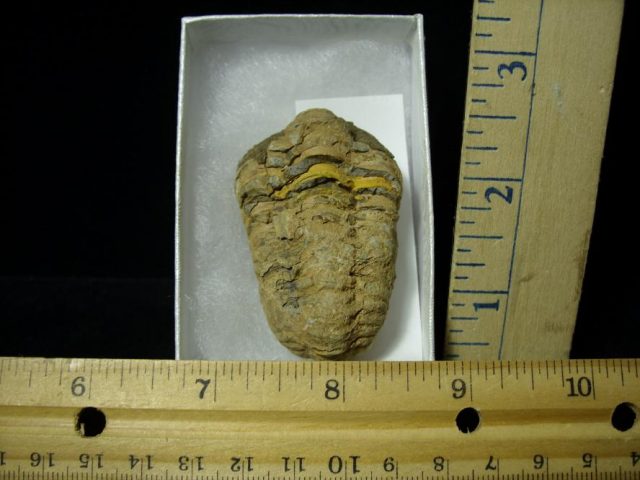 Fossilized Trilobite – Arthropod (082220w)