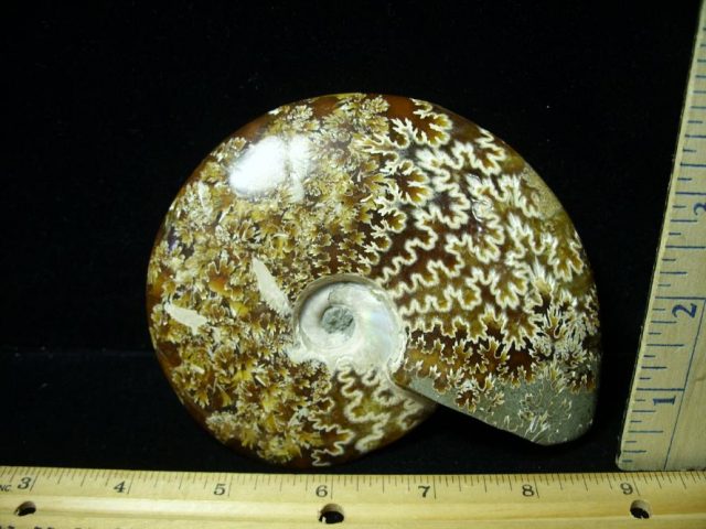 Ammonite with Suture Patterns (082320a)