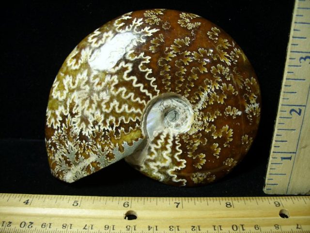 Ammonite with Suture Patterns (082320a) - Image 2