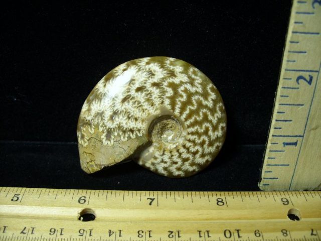 Ammonite with Suture Patterns (082320n)
