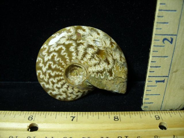 Ammonite with Suture Patterns (082320n) - Image 2