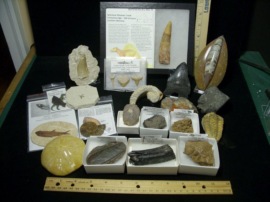 real fossil kit