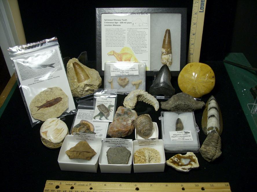 real fossil kit