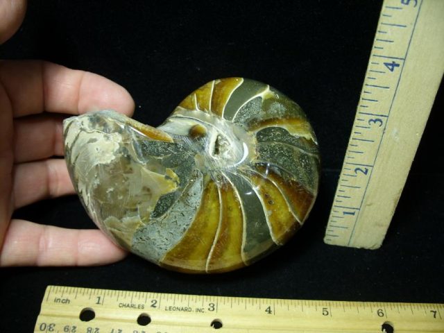 Whole Polished  Fossilized Nautilus (082520a)