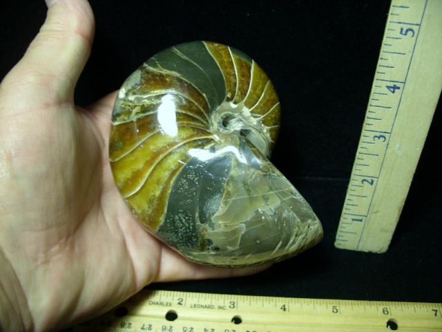 Whole Polished  Fossilized Nautilus (082520a) - Image 2