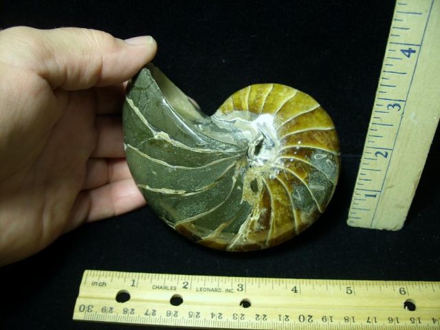 Fossilized Nautilus (082520b)