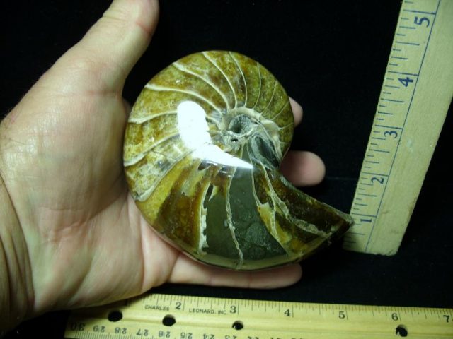 Fossilized Nautilus (082520b) - Image 2