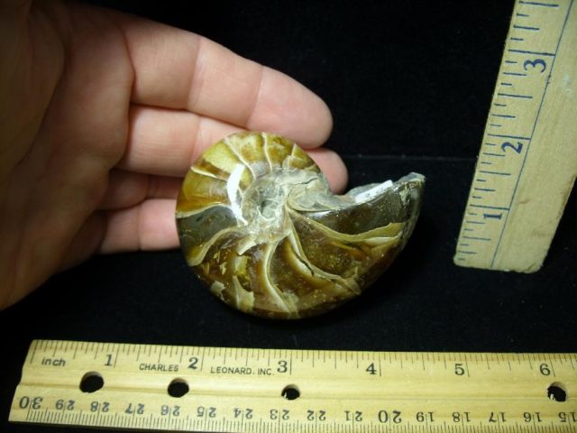 Fossilized Nautilus (082520c)