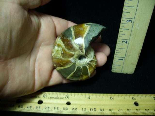Fossilized Nautilus (082520c) - Image 2