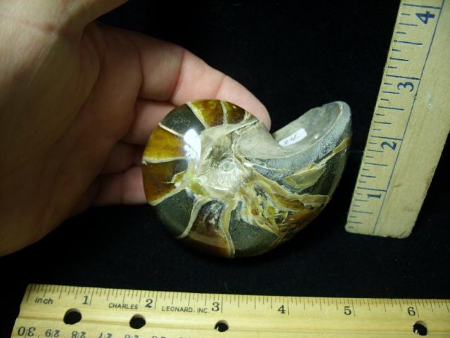 Fossilized Nautilus (082520d)