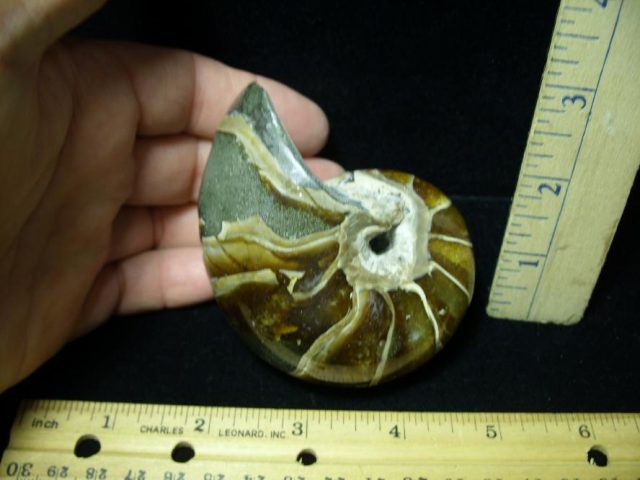 Fossilized Nautilus (082520d) - Image 2