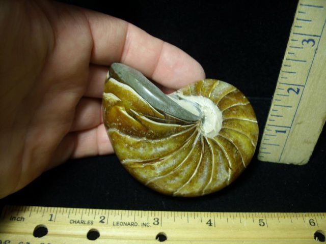 Fossilized Nautilus (082520f) - Image 2