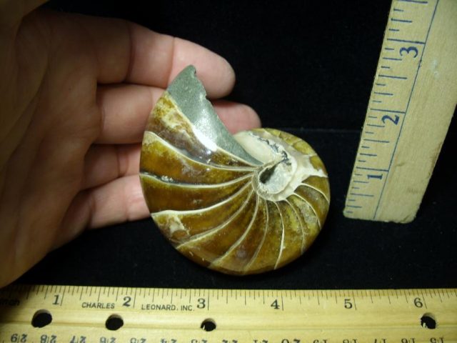 Fossilized Nautilus (082520g) - Image 2