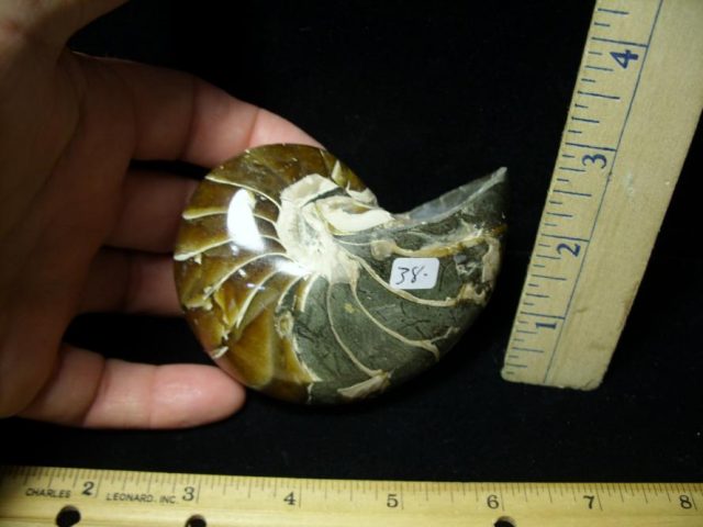 Fossilized Nautilus (082520m)