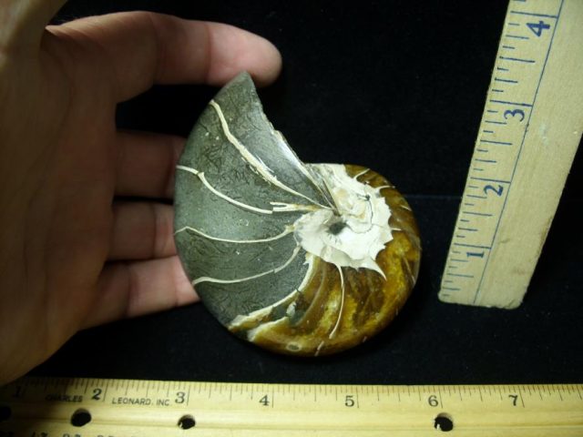 Fossilized Nautilus (082520m) - Image 2