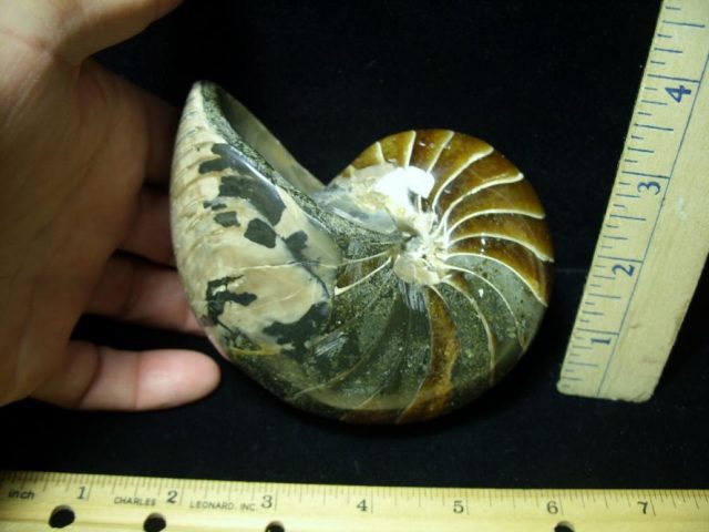 Fossilized Nautilus (082520n)