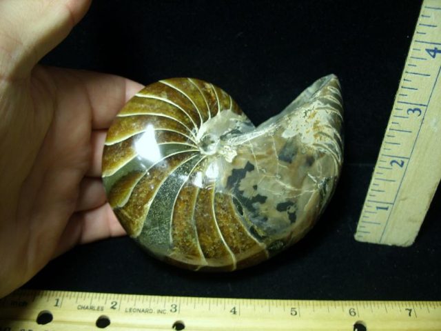Fossilized Nautilus (082520n) - Image 2
