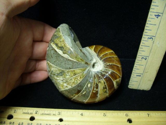 Fossilized Nautilus (082520p)