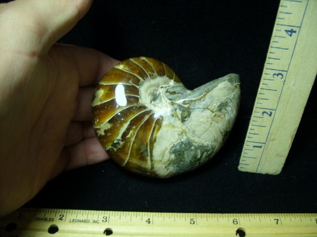Fossilized Nautilus (082520p) - Image 2