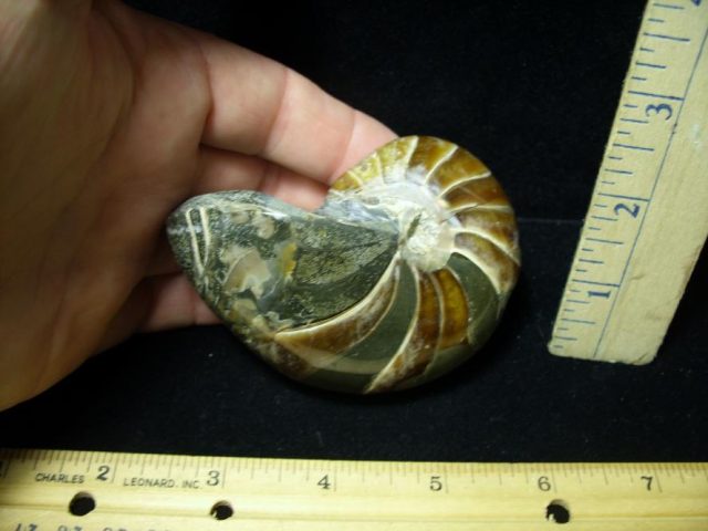 Fossilized Nautilus (082520r)