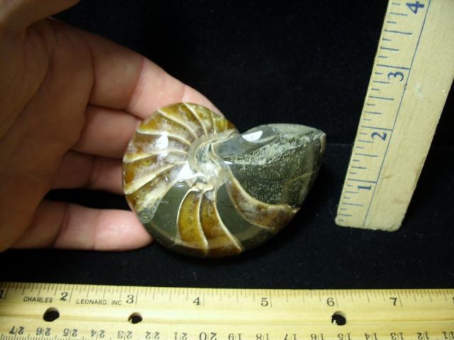 Fossilized Nautilus (082520r) - Image 2