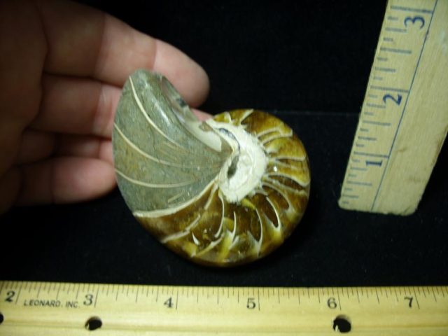Fossilized Nautilus (082520w)