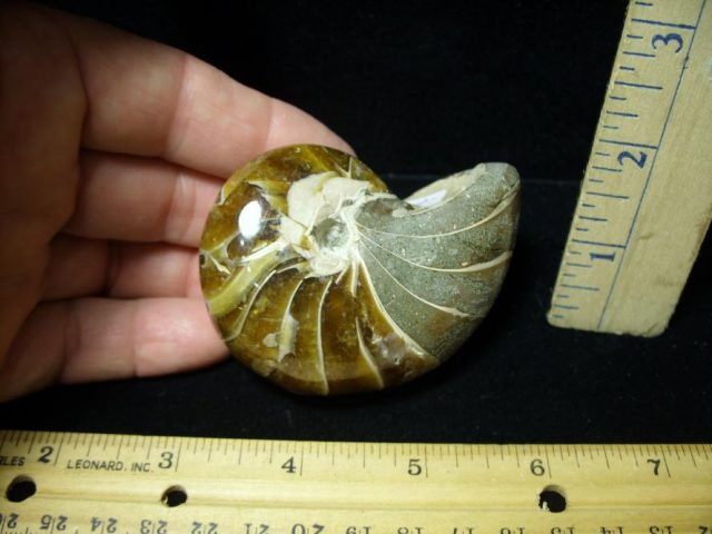 Fossilized Nautilus (082520w) - Image 2