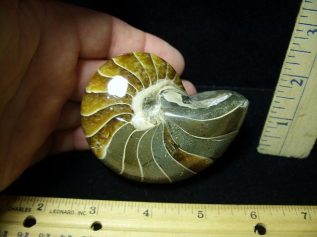 Fossilized Nautilus (082520x)