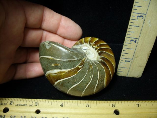 Fossilized Nautilus (082520x) - Image 2