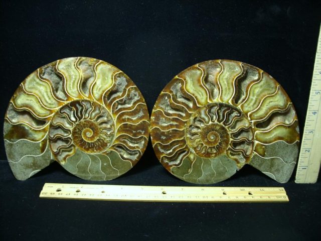 Fossil Ammonite  (082420f)