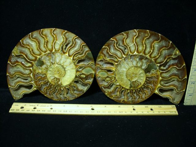 Ammonite  Fossil (082420g)
