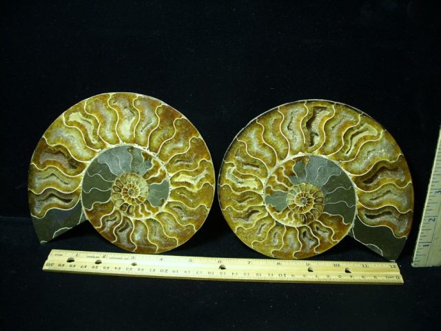 Ammonite  Fossil (082420k)