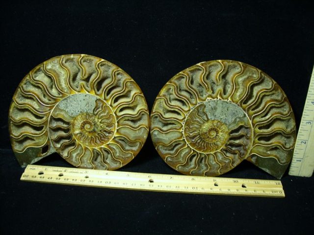 Ammonite  (082420h)