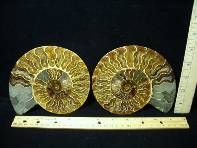 Ammonite  Fossil (082620a)
