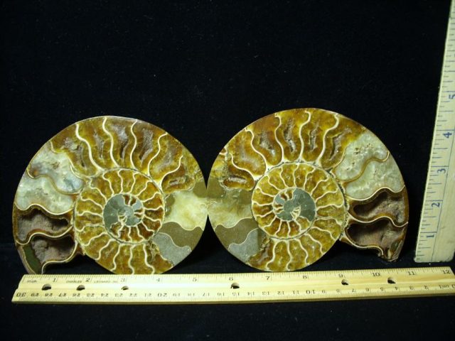 Ammonite  Fossil (082620f)