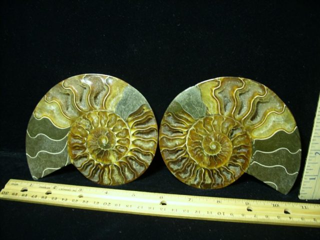 Ammonite  (082620h)