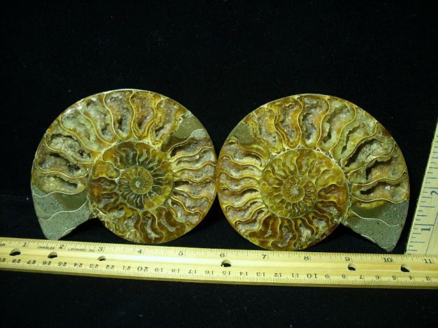 Ammonite  (082620j)