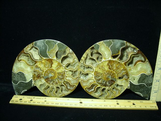 Ammonite  (082620m)