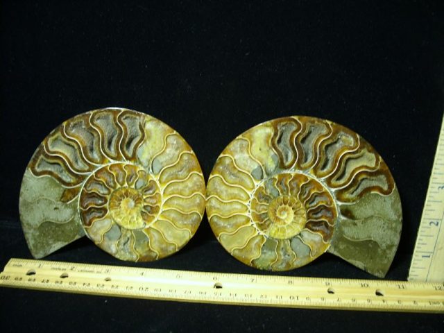 Ammonite  Fossil (082620n)