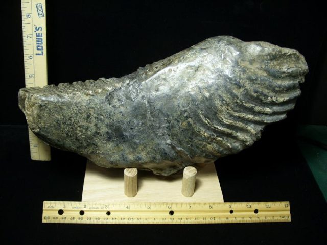 <span style="color: #ff0000;"> *END OF YEAR SPECIAL OFFER*   **SUPER PRICE REDUCTION** Fossilized Stegodon Molar (082720a)