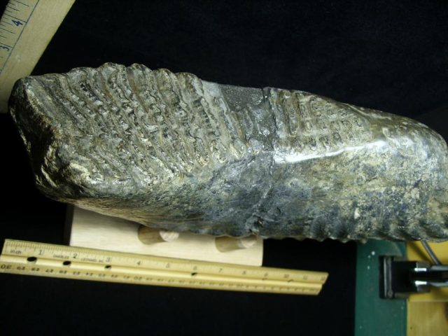 <span style="color: #ff0000;"> *END OF YEAR SPECIAL OFFER*   **SUPER PRICE REDUCTION** Fossilized Stegodon Molar (082720a) - Image 4