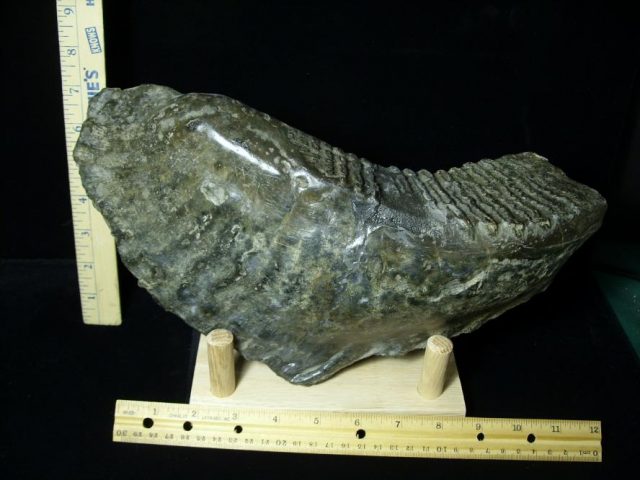 <span style="color: #ff0000;"> *END OF YEAR SPECIAL OFFER*   **SUPER PRICE REDUCTION** Fossilized Stegodon Molar (082720a) - Image 5