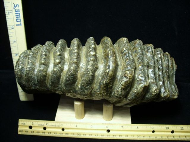 Fossilized Stegodon Molar (082720c) - Image 4