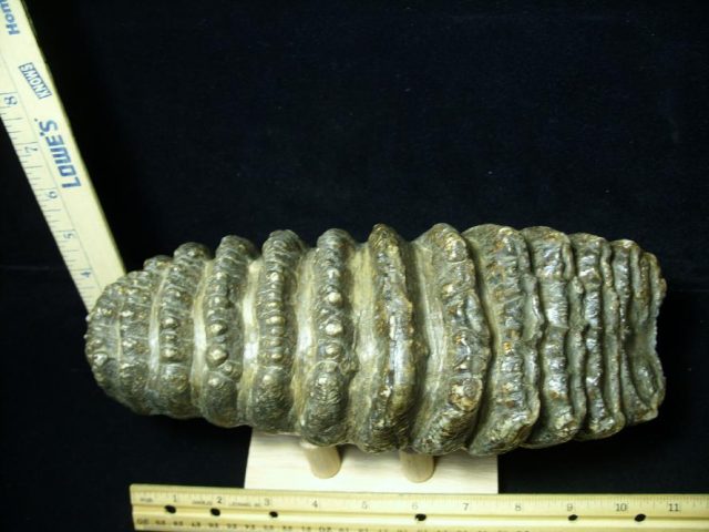 Fossilized Stegodon Molar (082720c) - Image 3