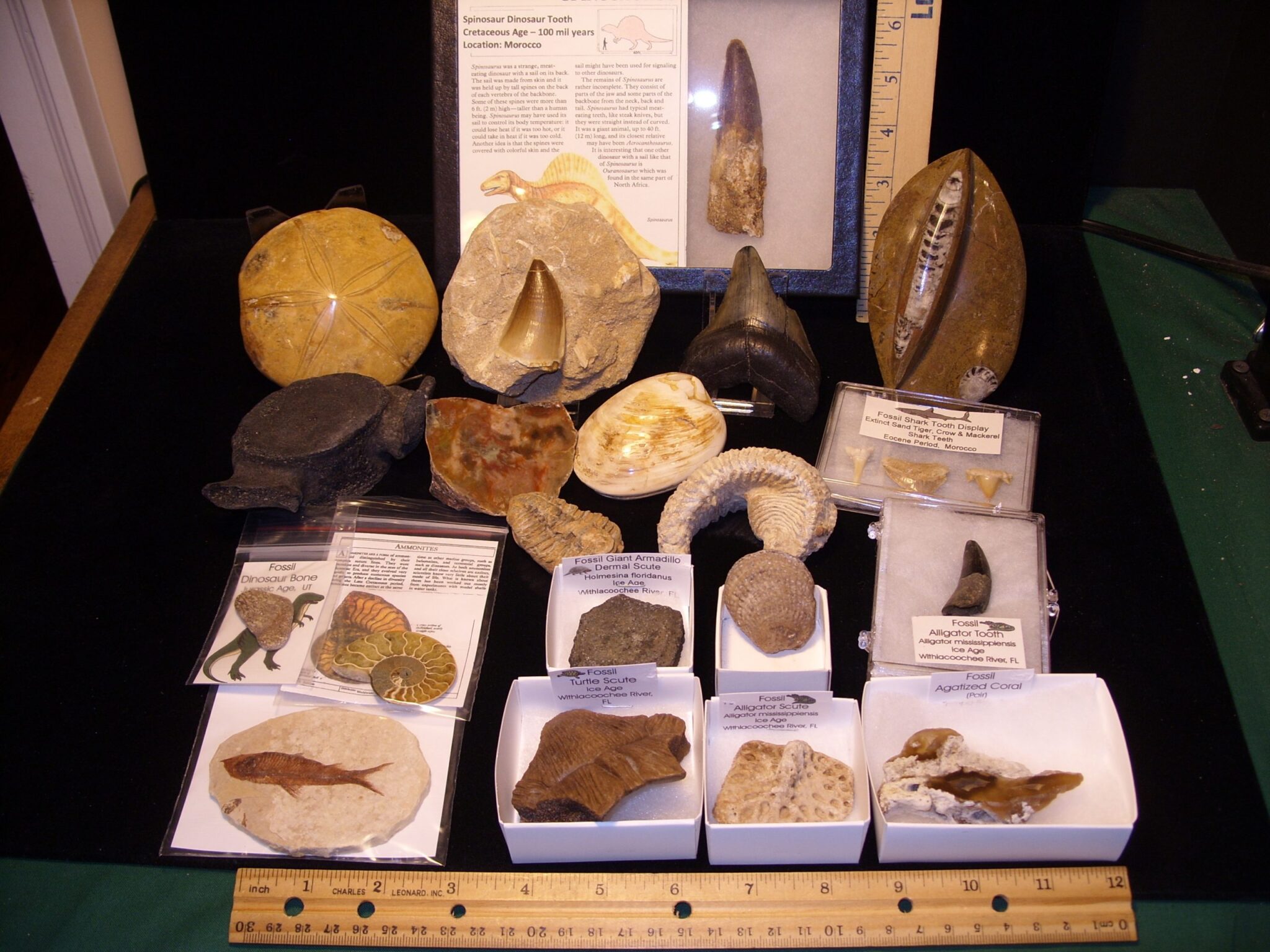 real fossil kit